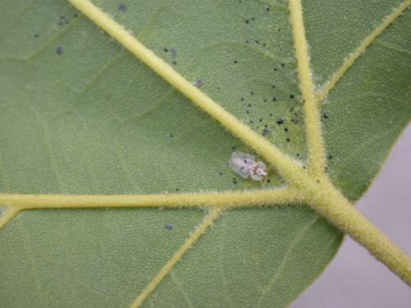 靶標性誘害蟲監測設備：控制農業蟲害問題